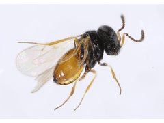 Platygastridae