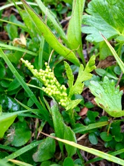 Botrychium lanceolatum