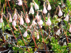 Linnaea borealis borealis