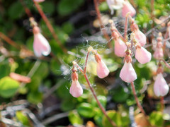 Linnaea borealis borealis