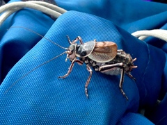 Cyphoderris monstrosa