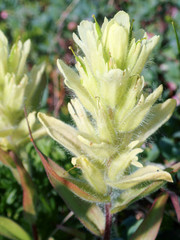 Castilleja pallida caudata