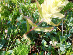Castilleja pallida caudata