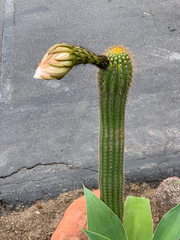 Trichocereeae