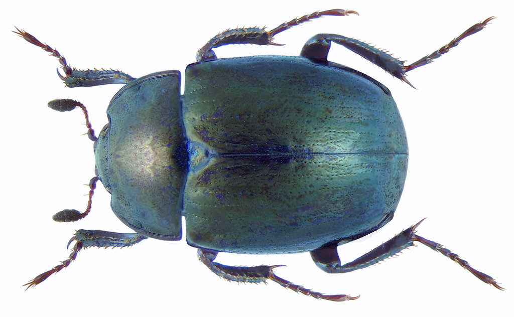 Eurasian False Clown Beetle