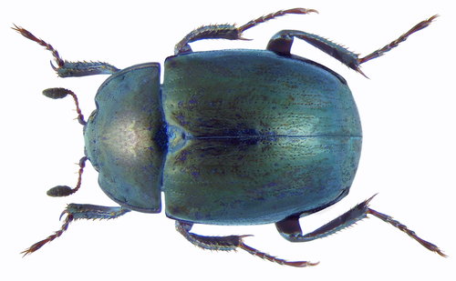 Eurasian False Clown Beetle