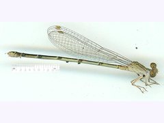 Pseudagrion aureofrons