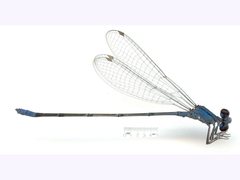 Pseudagrion cingillum