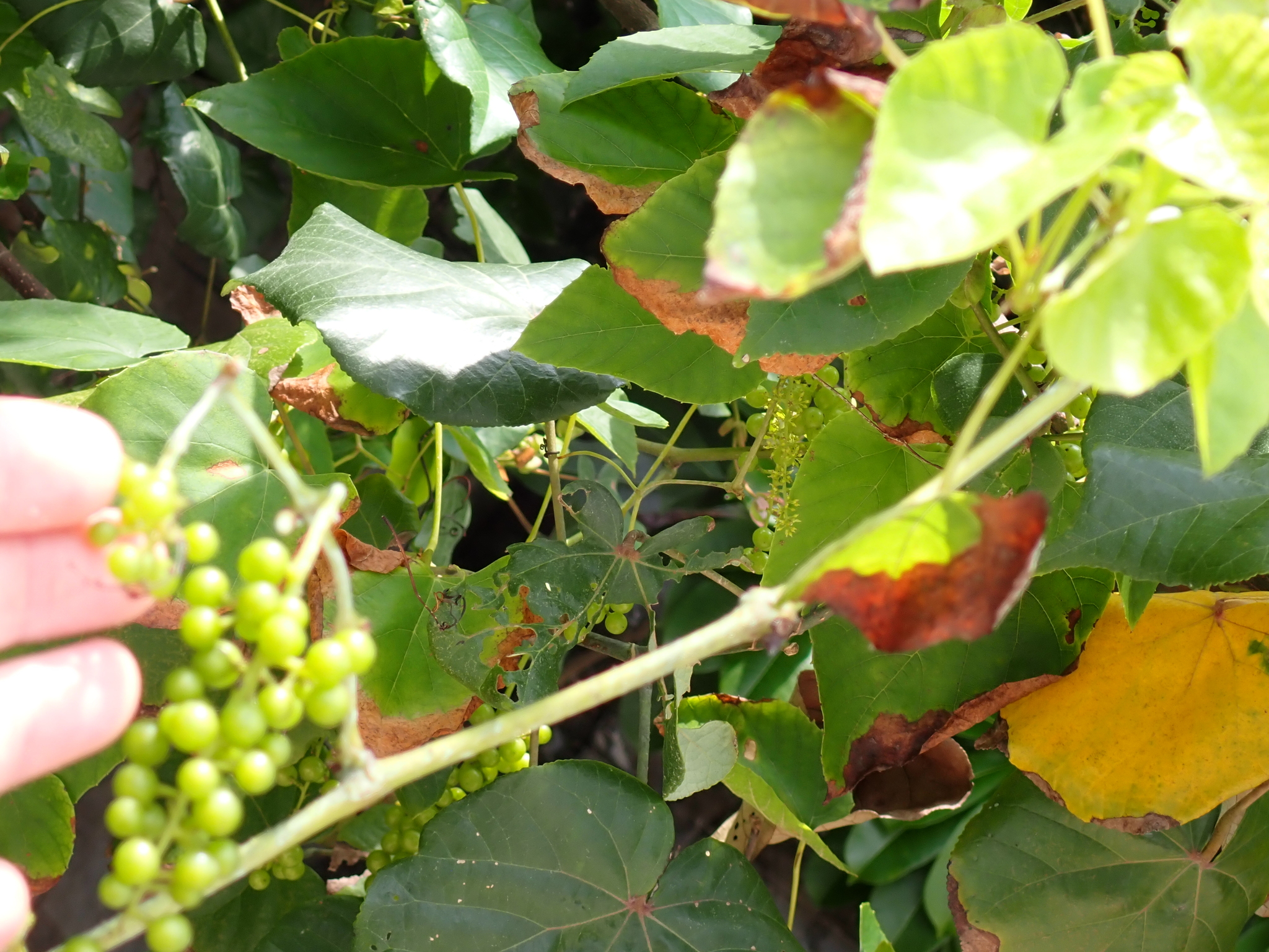 Vitis balansana (Vitis balansana)