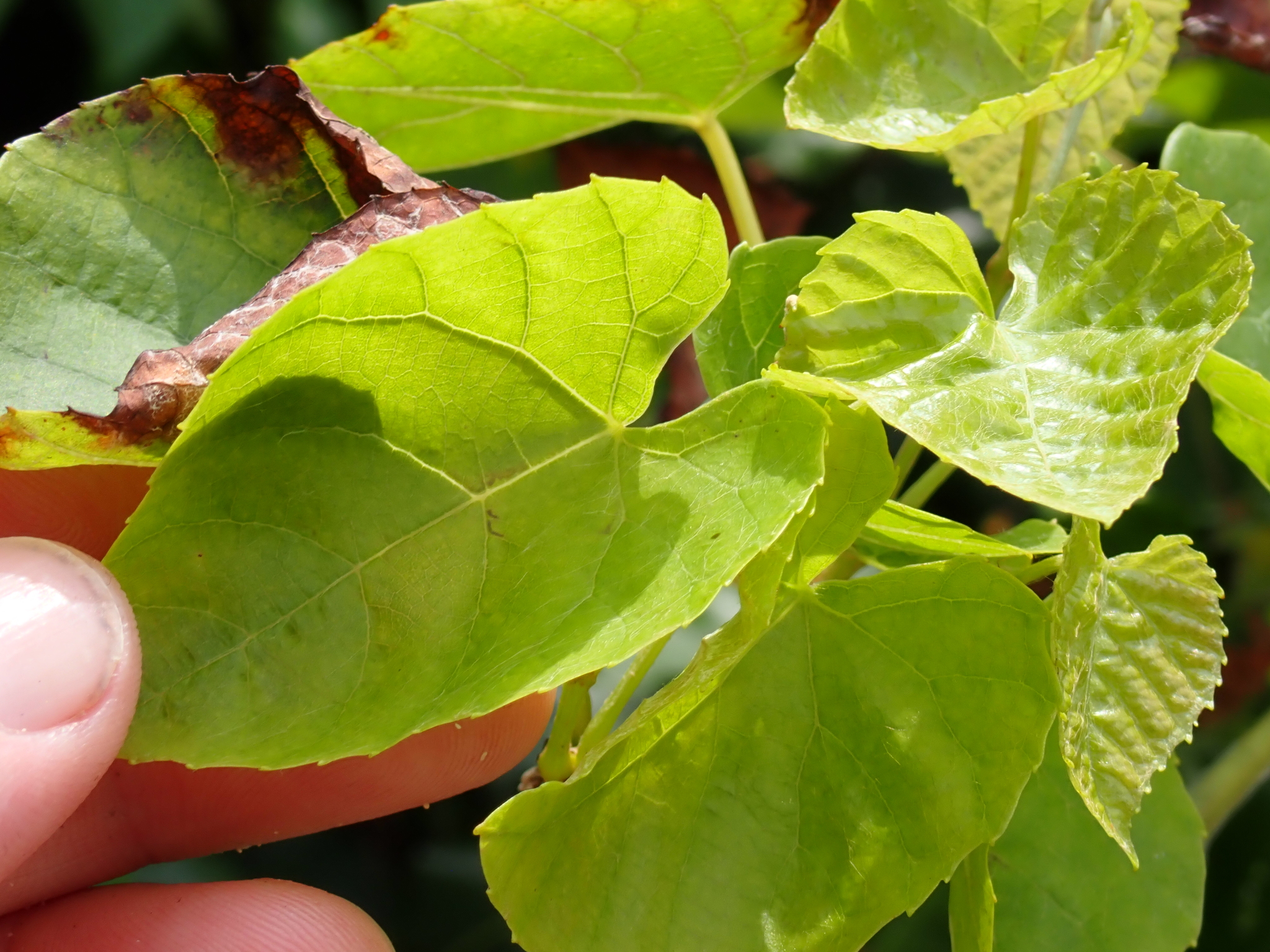 Vitis balansana — ảnh 2