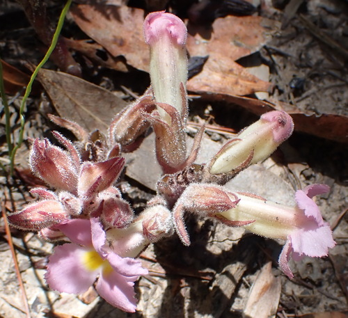 Image of Harveya purpurea by (c) Nicola van Berkel, some rights reserved (CC BY-SA)
