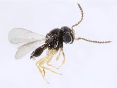 Platygastridae