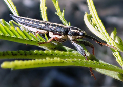 Rhinotia lineata