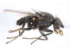 Desmometopa varipalpis