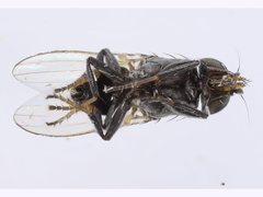 Desmometopa varipalpis