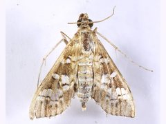 Nomophilini