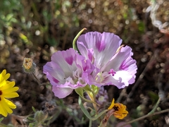 Clarkia williamsonii