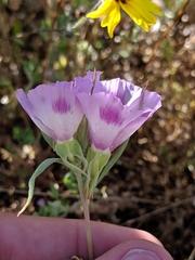 Clarkia williamsonii