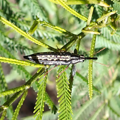 Rhinotia lineata
