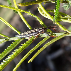Rhinotia lineata