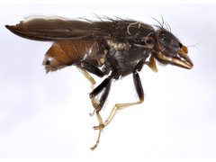 Cephaloconus tenebrosus