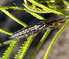 Rhinotia lineata