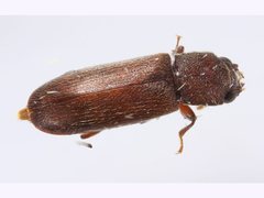 Lyctus