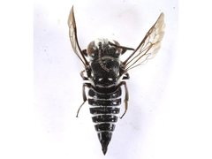 Coelioxys albolineatus