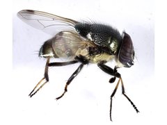 Stomorhina discolor