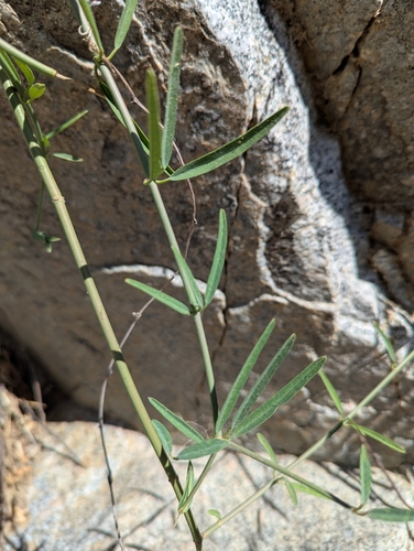 Image of Euphorbia xanti by (c) Abraham Sánchez Romero, some rights reserved (CC BY)