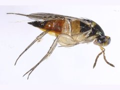 Elasmus