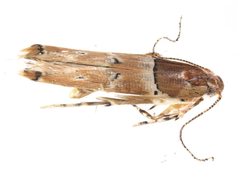 Pyroderces