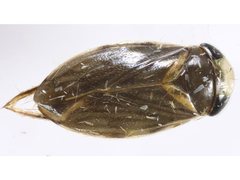 Corixoidea