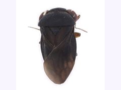 Schizopteridae