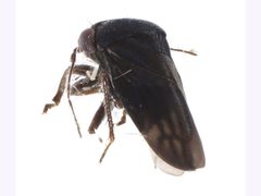 Schizopteridae