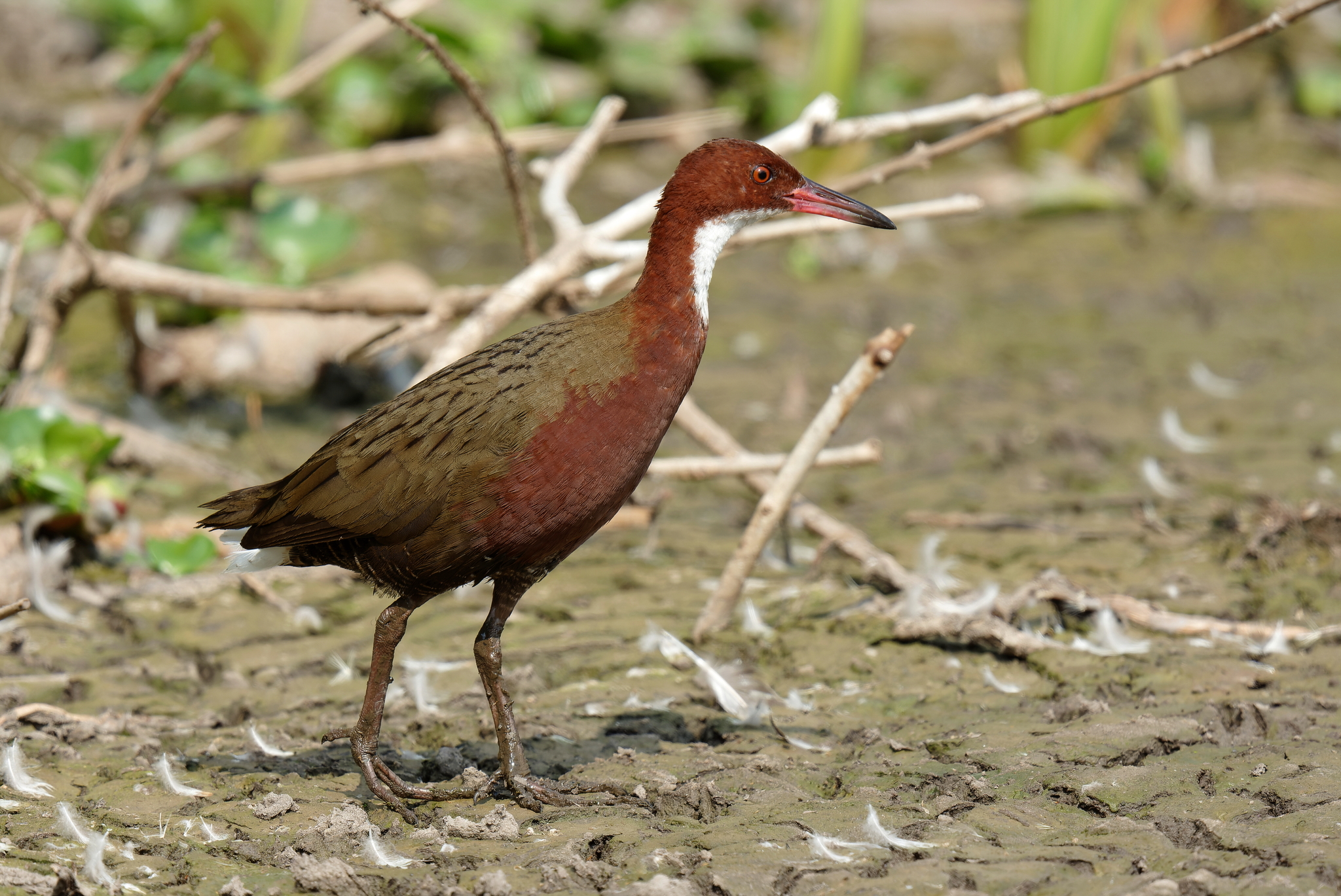 White-throated Rail (Dryolimnas cuvieri), photo 5