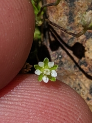 Sagina saginoides