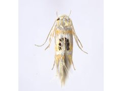 Hieromantis ephodophora