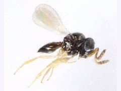 Platygastridae