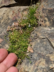 Sagina saginoides