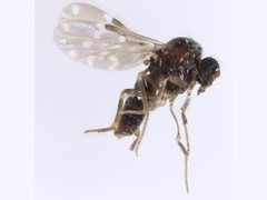 Culicoides