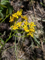 Crepis acuminata