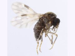 Culicoides molestus