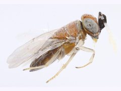 Anagyrus