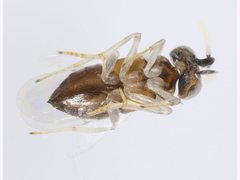 Anagyrus