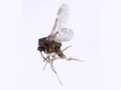 Culicoides