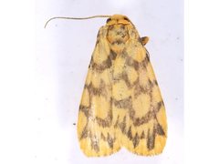 Miltochrista quadrilineata