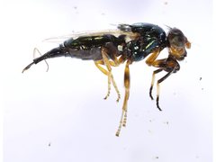 Physiphora clausa