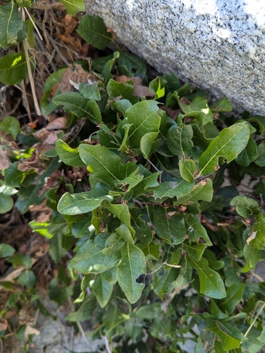 Diospyros californica (Diospyros californica)