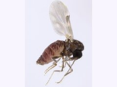Culicoides